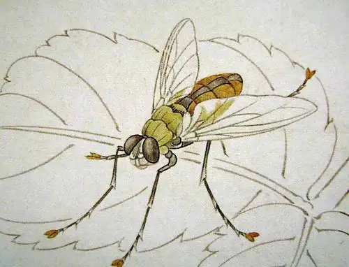 草虫丽蝇工笔技法步骤