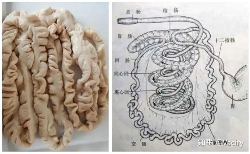 下图展示了猪肠的模式图,可以看到我们所食用的肥肠部位主要是猪大肠