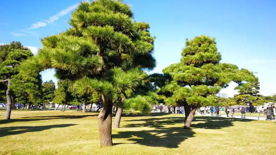 皇居外苑广场上的64棵景观树,每棵价值100万美元以上.