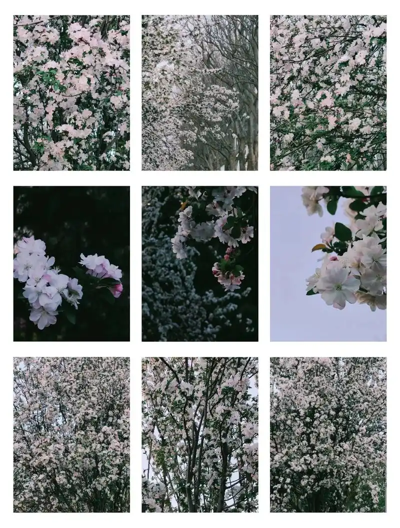 西府海棠.#realme #手机摄影 #看看你镜头里的春天