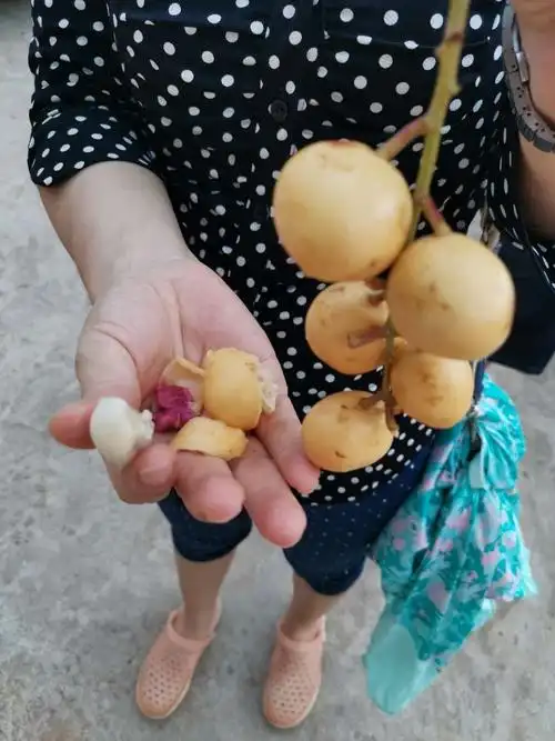 这是山上摘的野黄皮,里面的籽是紫色,很奇怪