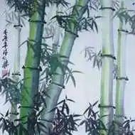 竹子头像唯美图片大全_微信头像图片大全