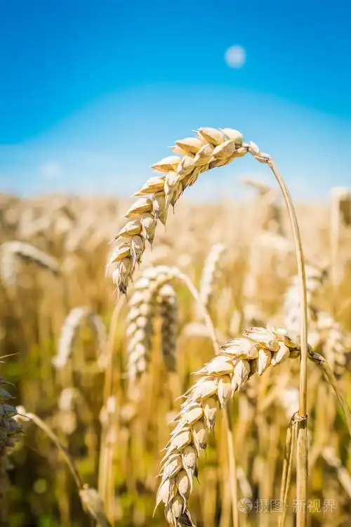 麦穗关闭美丽的大自然日落景观在充满灿烂的阳光下的田园风光成熟的