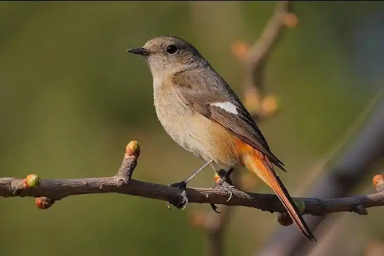 常见鸟类图片名称-1