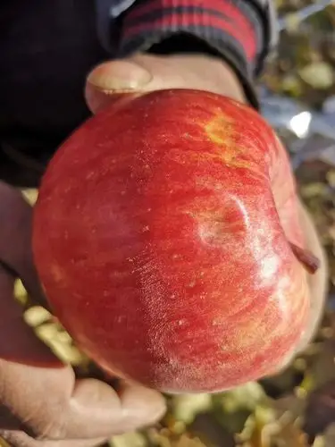 爱心助农新疆阿克苏苹果有疤痕介意勿拍净重八斤599仅帮助10箱介意者