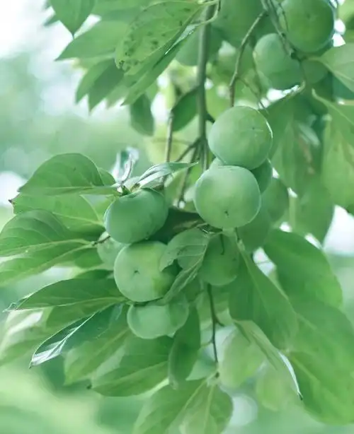 想要一些绿色清新护眼的手机壁纸有吗