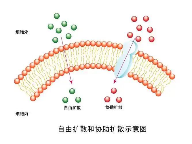 生物学①必修4.3《物质跨膜运输的方式》ppt课件_word文档在线阅读与