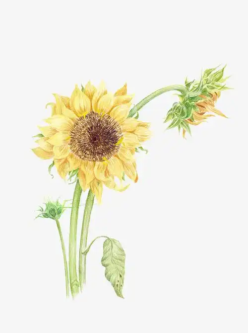 向日葵手绘
