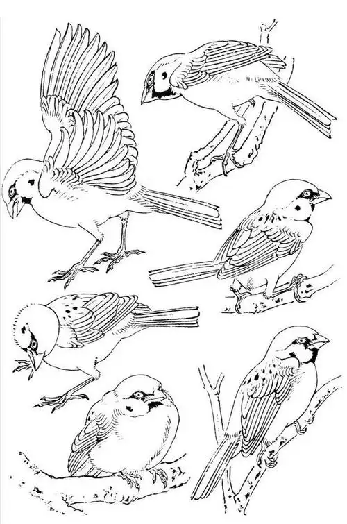 各种姿态的白描麻雀