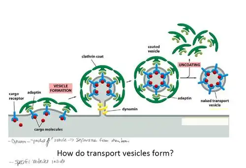 vesicle formation