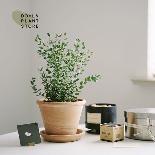 dolv 豆绿 澳洲尤加利 小叶细叶桉银水滴进口北欧ins植物盆栽包邮