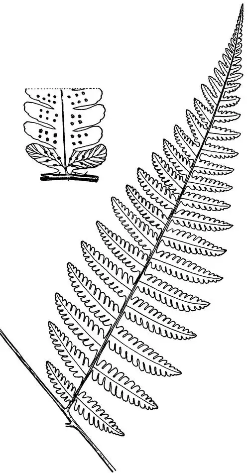 绿叶介蕨-天目山植物-专业词典