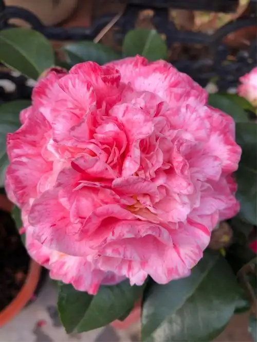 2018年我家美丽的茶花