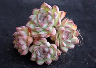 多肉-荷花 4头群生老桩 一物一拍(已预定)