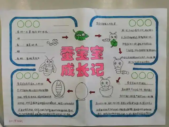 突出的同学颁发"养蚕小能手"的荣誉证书,同时展览出优秀的手抄报作品
