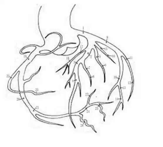 动脉静脉毛细血管简笔画