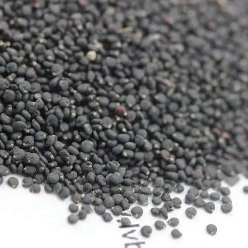 马齿苋种子发芽温度是多少?