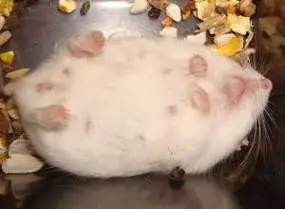 母仓鼠肚子貌似有点硬是怀孕了么?