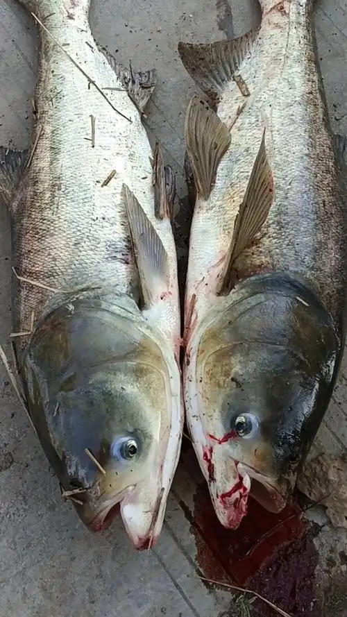 野河,纯野生,大花鲢鱼