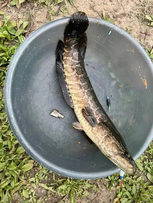 竟然掉到了黑鱼05050545m手杆