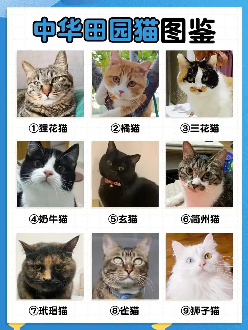 中华田园猫的品种大全,你见过哪些,评论区告诉我~#养猫经验分 - 抖音