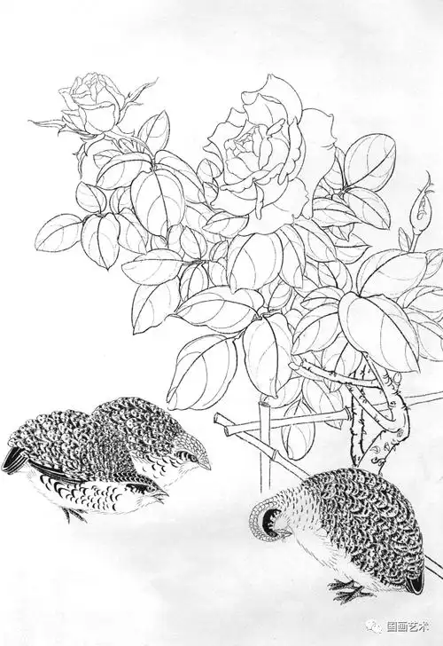 素材丨一组白描月季画稿 收藏临摹