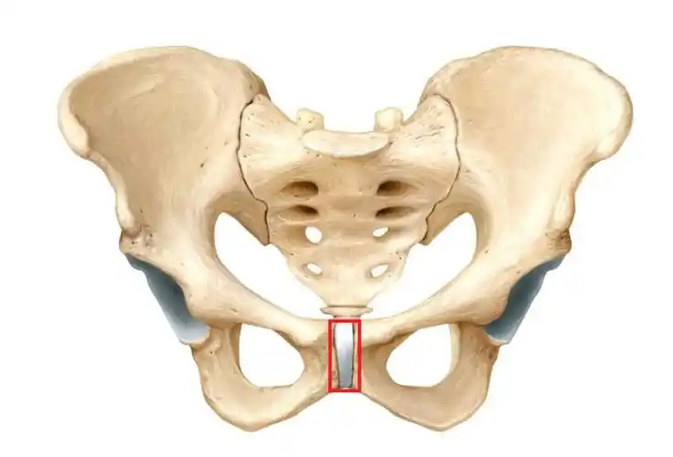 骨盆耻骨联合周边疼痛问题基础解决思路 - 知乎