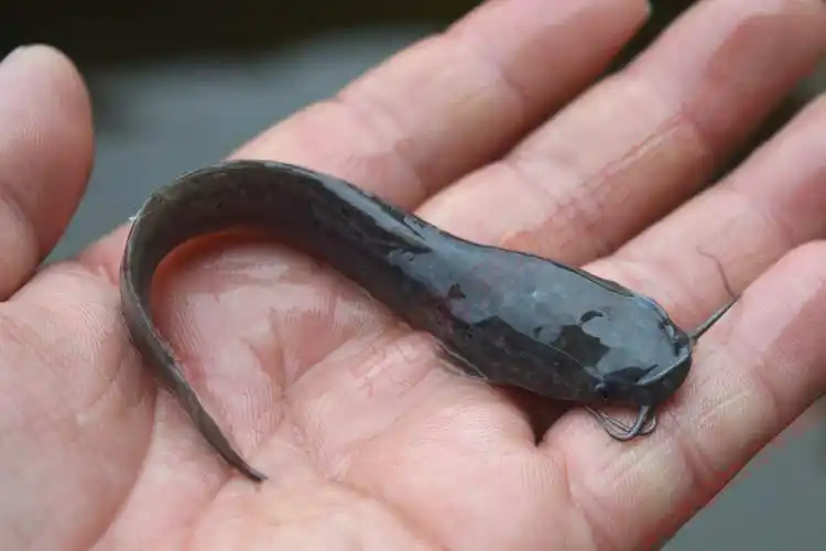 鲶鱼苗活体淡水埃及塘鲺鱼苗贵州好养殖八须革胡子埃及土鲶鱼苗 20条8