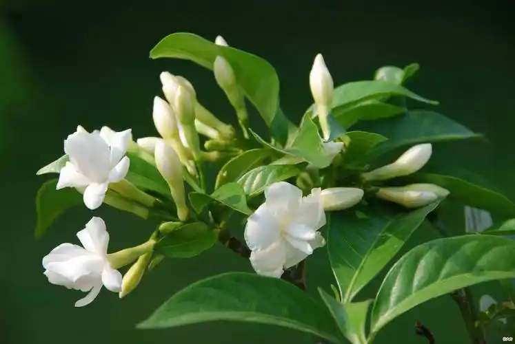 20种最漂亮好养的白色花 白色的花有哪些及花名图片