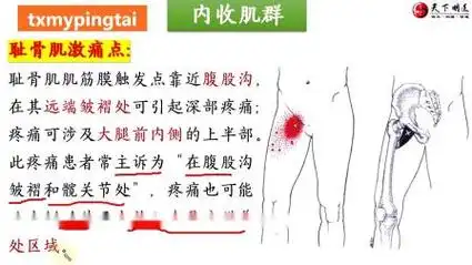 【内收肌群】3d解剖——大腿内侧痛,膝关节内侧痛!