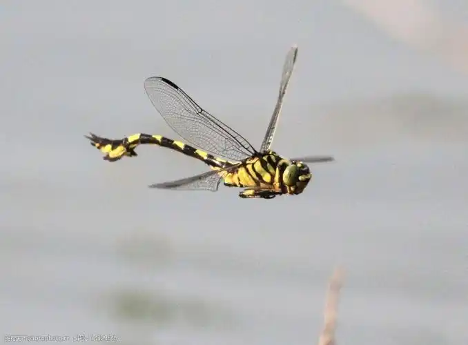 空中大蜻蜓图片