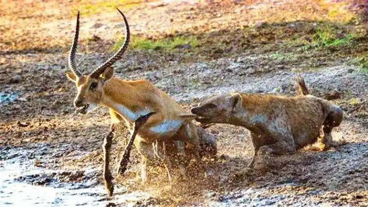 鬣狗疯狂撕咬羚羊发出阵阵惨叫却引来一群饥饿的野兽