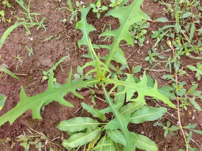 这种野菜,你见过吗?它就是苦菜.