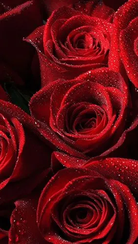 首页 鲜花 玫瑰