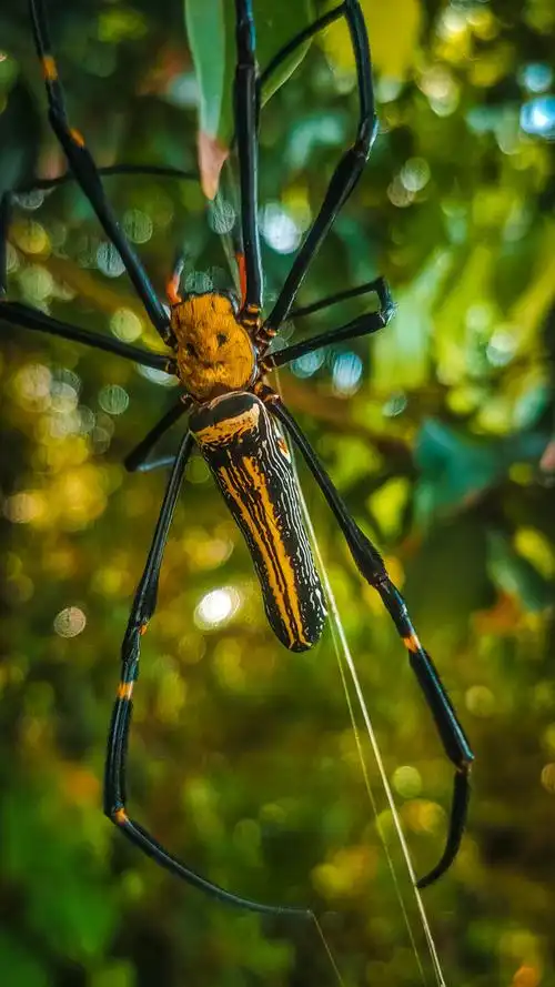 鬼面蜘蛛了解一下