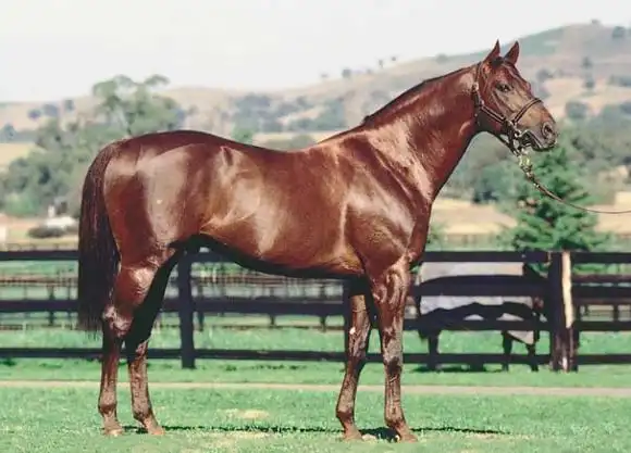 世界名马------纯血马【英军吧】_百度贴吧