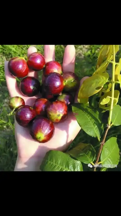 大红钻  新品种树葡萄(嘉宝果)大果  大果  大果  果子3  4公分  一年