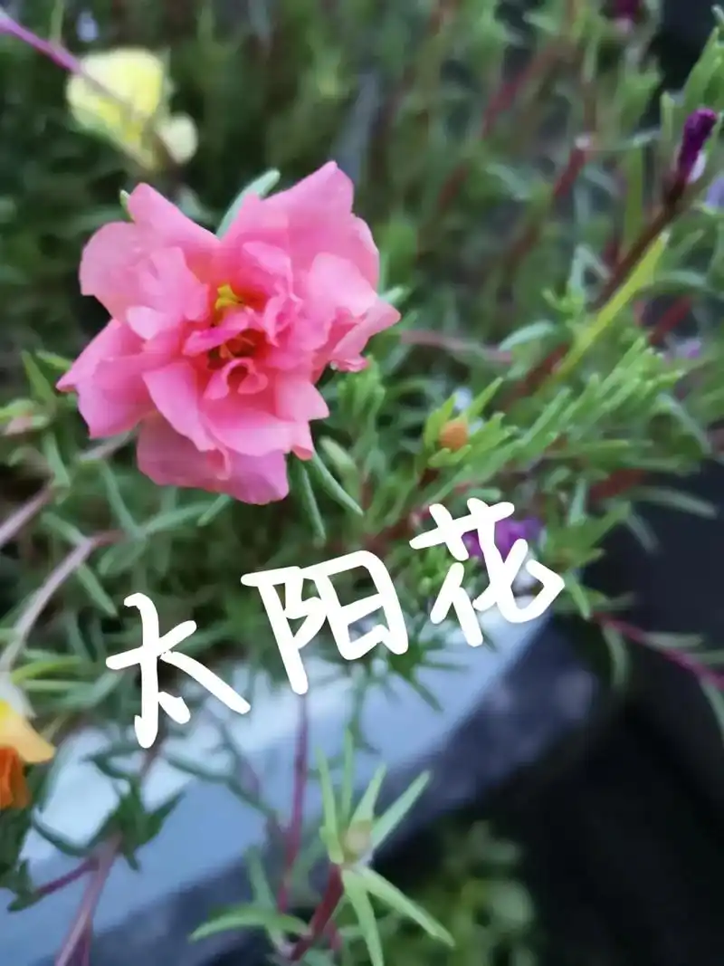 太阳花.我们女人过日子 不花钱不高兴 花多了更不高兴 便是花 - 抖音