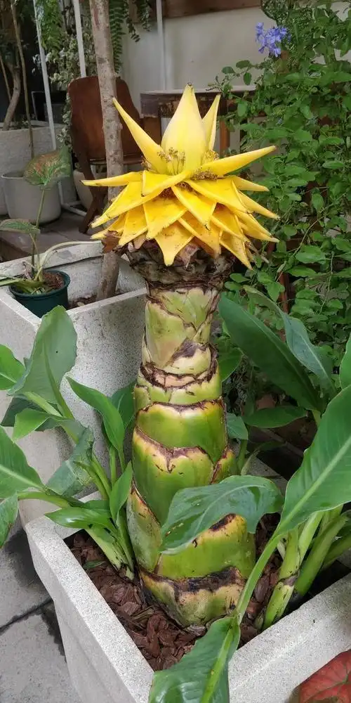 地涌金莲,叶如芋艿,苞如莲瓣,百日开花花不败!