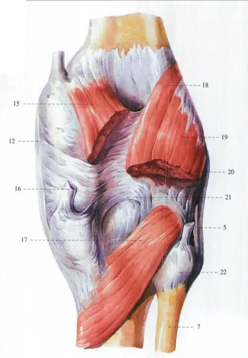 5.腓侧副韧带fibularcollateralligament7.腓骨fibula12.