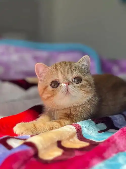 最会卖萌的加菲猫红虎斑三个月了