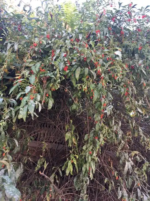 平谷乡村的农家乐