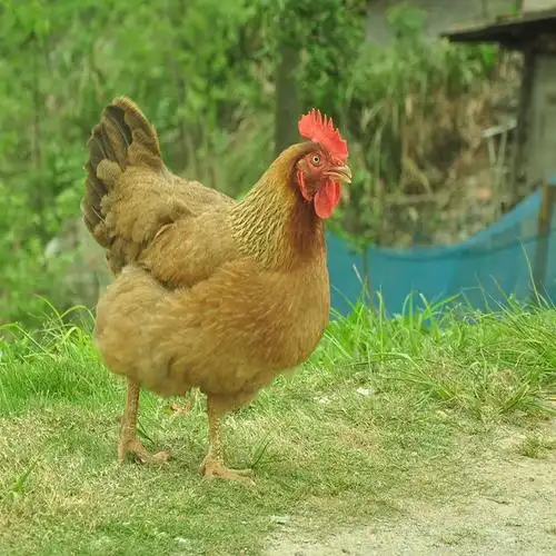 供应农家原生态散养优质正宗土鸡
