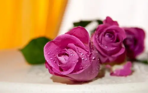 首页 鲜花 玫瑰 紫玫瑰,水滴,散景 壁纸 当前尺寸:1440x900,你可以