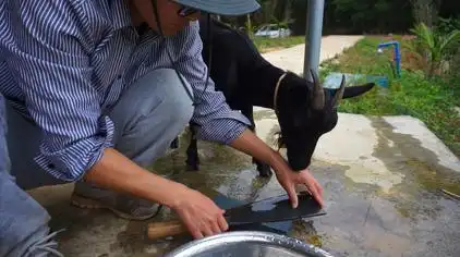02:51海南脚哥主人请客要杀小羊,母羊发现主人在磨刀看不下去了,母爱