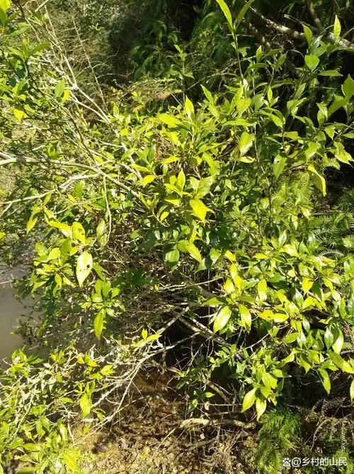 野生黄栀子树,品相好看观赏或药用价值都高