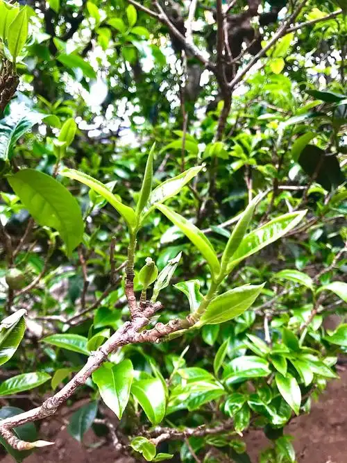 来看看我的百年古茶树吧!