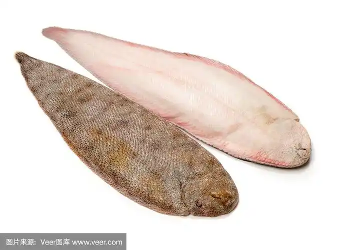 白色背景上的比目鱼