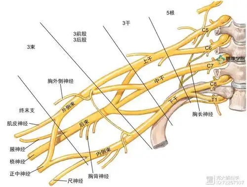 臂丛神经的解剖组成可以用"555"来记忆,即臂丛神经由c5～c8神经前支及