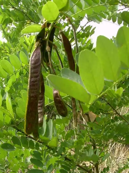草木性情——皂角 - 阮郎归的日志 - 网易博客